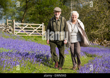 Ein altes Ehepaar, ein Spaziergang durch Glockenblumen über Austwick in den Yorkshire Dales, UK. Stockfoto