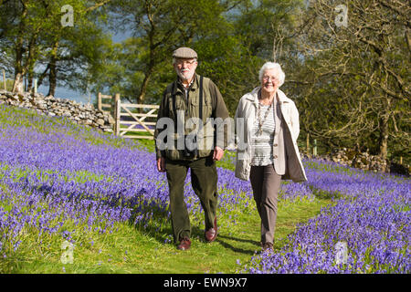 Ein altes Ehepaar, ein Spaziergang durch Glockenblumen über Austwick in den Yorkshire Dales, UK. Stockfoto