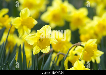 Reihe von Osterglocken, Narzissen (Narcissus) in einem park Stockfoto