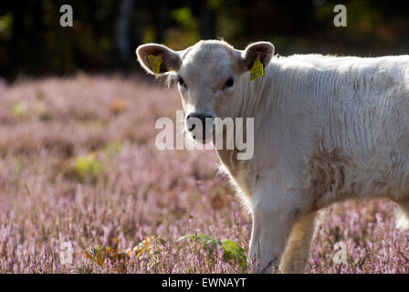 Kuh im New Forest, Dorset, Großbritannien, Europa Stockfoto