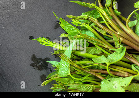 frische Winde Blätter Stockfoto