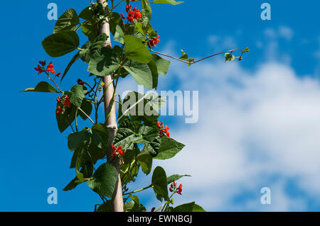 Runner Bean [Phaseolus Coccineus] auf Bean Pole blühen Stockfoto