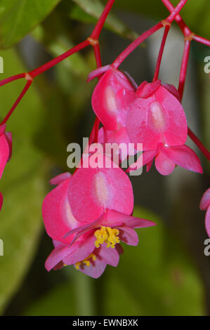 Winkel Flügel lateinischen Namen Begonia Coccinea hart Stockfoto