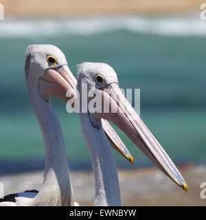 Nahaufnahme von zwei australischen Pelikane (Pelecanus Conspicillatus) an der Küste im Süden Durras im Murramarang National Park, Au Stockfoto