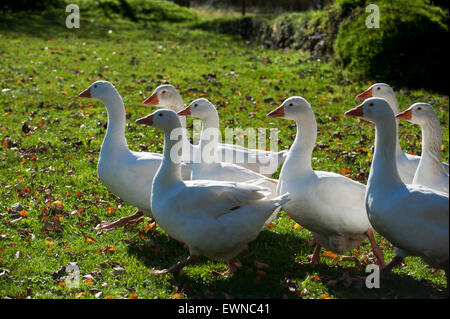 Gänse (Anser Anser Domestica) Devon England Europa Stockfoto