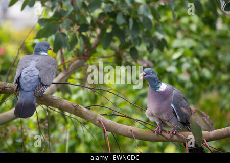 Eine Ringeltaube (Columba Palumbus) in einem Garten in Ambleside, UK. Stockfoto