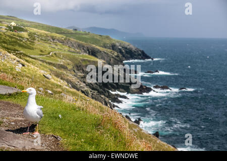 Möwe an der Küste bei Slea Head Drive, Iveragh-Halbinsel, County Kerry, Irland Stockfoto