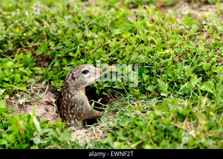 Mexikanischer Ziesel (Spermophilus Mexicanus) - Brownsville, Texas, USA Stockfoto