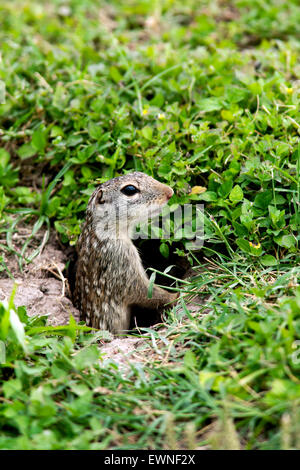 Mexikanischer Ziesel (Spermophilus Mexicanus) - Brownsville, Texas, USA Stockfoto