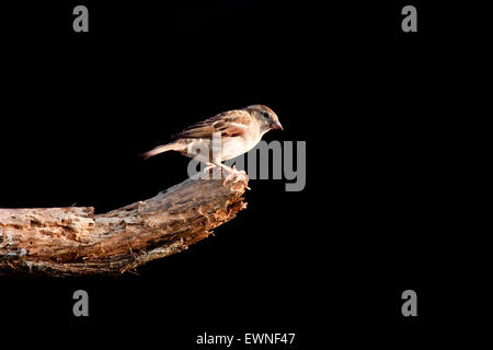 Weiblicher Haussperling - Passer Domesticus - Camp Lula Sams, Brownsville, Texas, USA Stockfoto