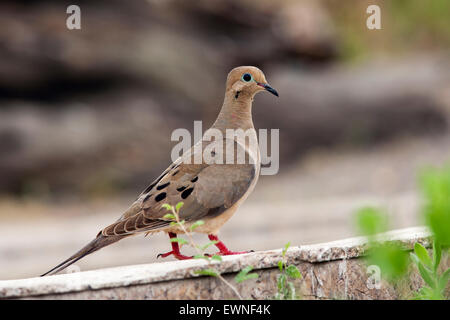 Mourning Dove - Camp Lula Sams - Brownsville, Texas USA Stockfoto