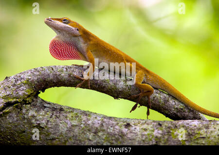 Carolina Anole (Anolis Carolinensis) - Camp Lula Sams, Brownsville, Texas, USA Stockfoto