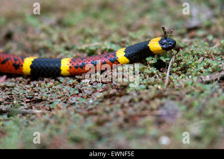 Korallenschlange - Camp Lula Sams - Brownsville, Texas, USA Stockfoto