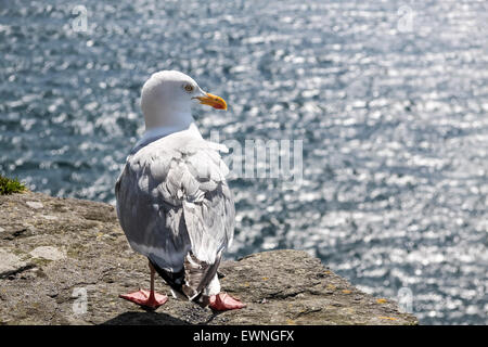 Möwe an der Küste bei Slea Head Drive, Iveragh-Halbinsel, County Kerry, Irland Stockfoto