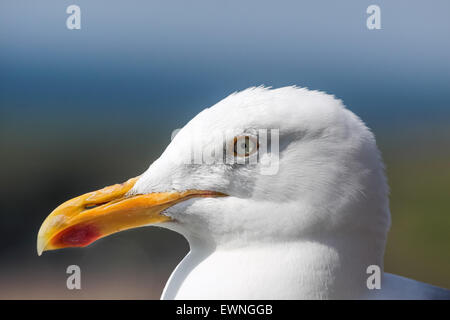 Möwe an der Küste bei Slea Head Drive, Iveragh-Halbinsel, County Kerry, Irland Stockfoto