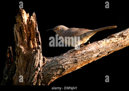 Kurve-billed Thrasher (Toxostoma Curvirostre) - Camp Lula Sams, Brownsville, Texas, USA Stockfoto