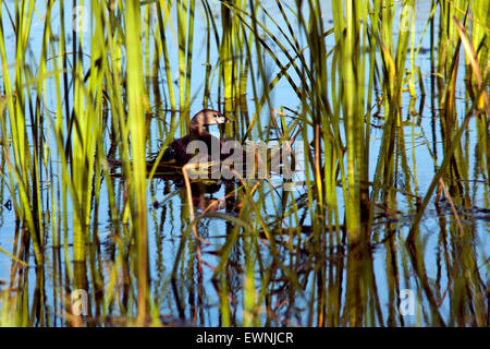 Pied – abgerechnet Grebe - Camp Lula Sams - Brownsville, Texas, USA Stockfoto