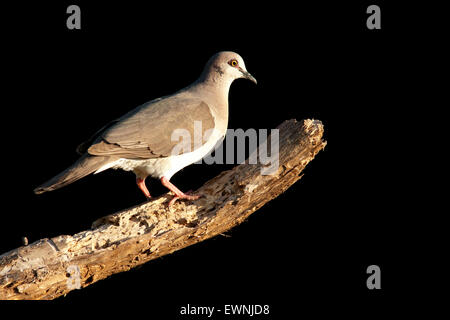 White-bestückte Taube (Leptotila Verreauxi) - Camp Lula Sams - Brownsville, Texas, USA Stockfoto