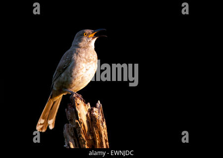 Kurve-billed Thrasher (Toxostoma Curvirostre) - Camp Lula Sams, Brownsville, Texas, USA Stockfoto