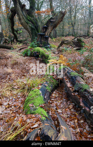 herbstliche Urwald Herrenholz, Landkreis Vechta, Niedersachsen, Deutschland Stockfoto