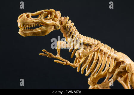 Dinosaurierskelett Tyrannosaurus T Rex Statuette auf schwarzem Hintergrund, t-Rex-Spielzeug Stockfoto