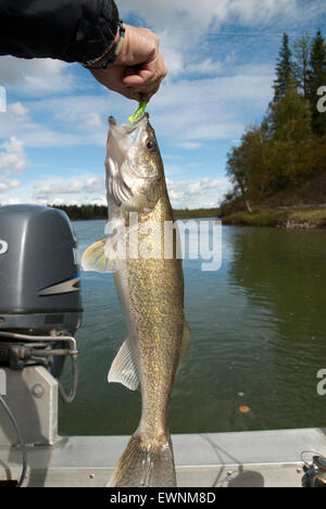 Zander Angeln auf dem saskatchwan River im Norden von Alberta, Kanada. Stockfoto