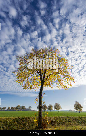 Linde im Herbst, Weserbergland, Bodenwerder, Niedersachsen, Deutschland Stockfoto