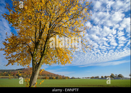 Linde im Herbst, Weserbergland, Bodenwerder, Niedersachsen, Deutschland Stockfoto