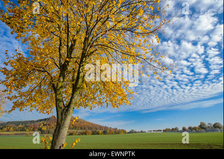 Linde im Herbst, Weserbergland, Bodenwerder, Niedersachsen, Deutschland Stockfoto