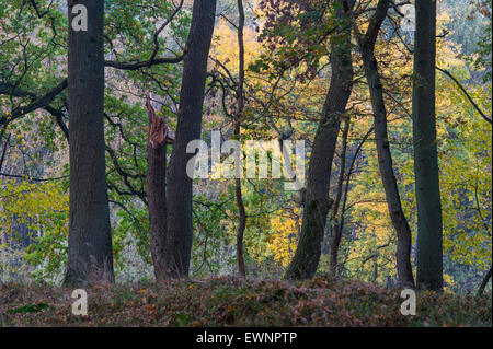 Eichen im Herbst in Oppau Fischteiche, Niedersachsen, Deutschland Stockfoto