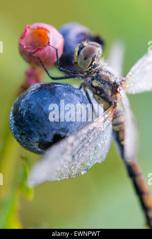 schwarzen Darter auf Heidelbeere, Sympetrum Danae, Niedersachsen, Deutschland Stockfoto