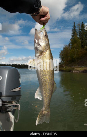 Zander Angeln auf dem saskatchwan River im Norden von Alberta, Kanada. Stockfoto