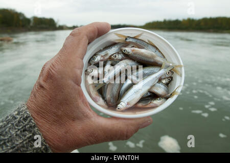 Zander Angeln auf dem saskatchwan River im Norden von Alberta, Kanada. Stockfoto