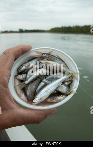 Zander Angeln auf dem saskatchwan River im Norden von Alberta, Kanada. Stockfoto