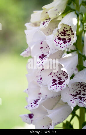 Digitalis Purpurea "Pams Choice". Gemeinsamen Fingerhut spikes in einem englischen Garten. Stockfoto