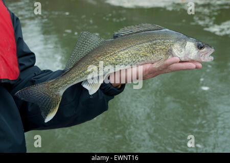 Zander Angeln auf dem saskatchwan River im Norden von Alberta, Kanada. Stockfoto