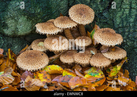 Pilze im herbstlichen Wald, Niedersachsen, Deutschland Stockfoto