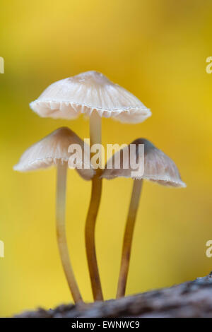 lila Mütze (Mycena Pura) im herbstlichen Wald, Niedersachsen, Deutschland Stockfoto