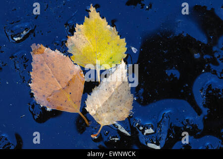 Birke Blätter im Raureif Stockfoto