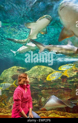 Haie, Aquarium im Loro Parque, Puerto De La Cruz, Teneriffa, Kanarische Inseln, Spanien Stockfoto