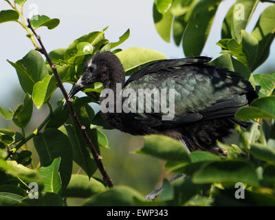 Juvenile Sichler in Nest auf Baum Stockfoto