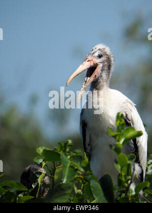 Juvenile Holz Storch im Nest auf Baum Stockfoto