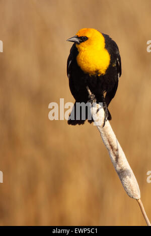 Eine gelb-vorangegangene Amsel thront auf einem schiefen Rohrkolben. Stockfoto