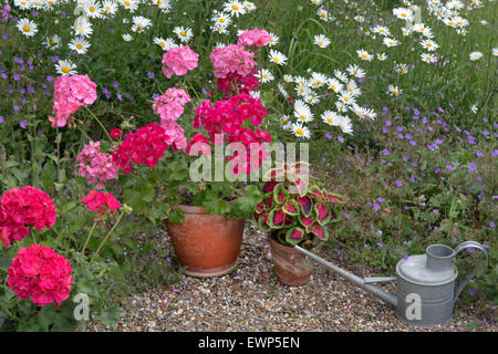 Garten Stillleben Geranien Daises und Gießkannen Stockfoto