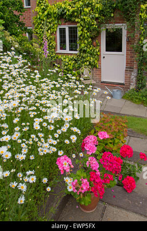 Garten im Frühsommer mit Daises und Geranien Stockfoto