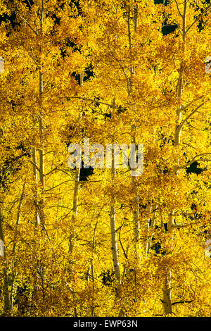 Aspen trees and trunks in Fall, Gunsight Pass Road, Gunnison National Forest, near Crested Butte, Colorado USA Stockfoto
