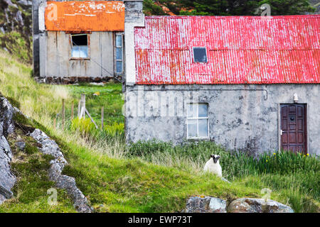 Croft Altbau verlassen auf der goldenen Straße auf der Ostseite der Insel Harris, äußeren Hebriden, Schottland, UK. Stockfoto