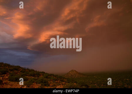 Ein Habub bewegt sich quer durch die Wüste während eines Sturms Monsun bei Sonnenuntergang in der Nähe von Safford, Arizona, USA.