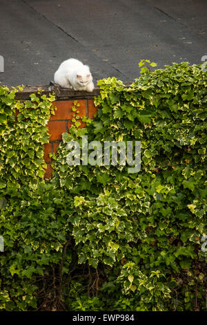 Weiße Katze auf Dach, Antwerpen, Belgien Stockfoto