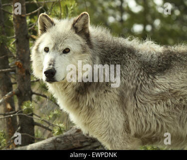 Ein grauer Wolf anhalten in einem Waldgebiet von Montana. Stockfoto